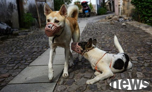 How to use a dog mouth condom? Please use dog mouth cover correctly