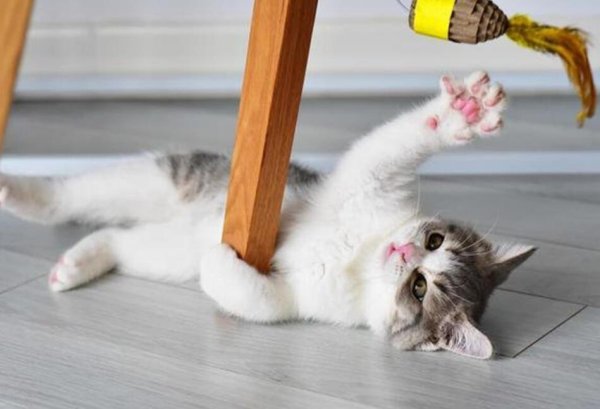 How should cats deal with disobedient? It’s because your method of training cats is useless!