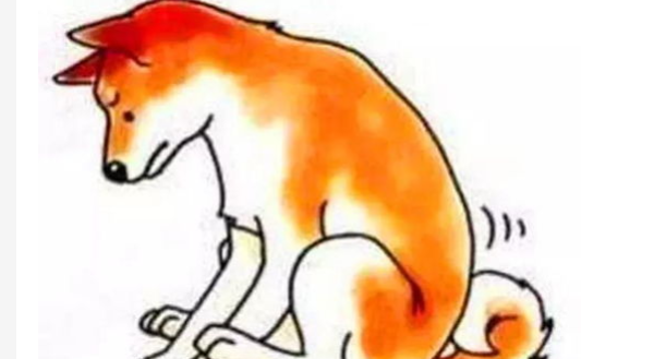 Should the anal glands, which are N times more stinky than shit, be squeezed?