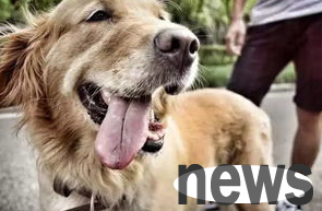 As summer comes, it is more dangerous to keep your dog in the car and you must not do it!