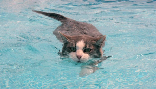 How to train pet cats to swim? How do cats swim?