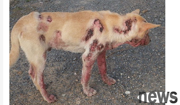 What should I do if my dog ​​is infected with fungi?