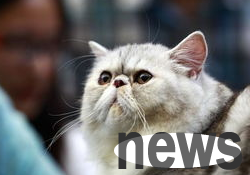 Can cats get cat nose braces cure? Treatment and prevention of cat nasal brachia!