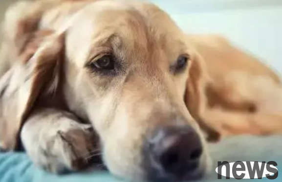 What to do if a dog develops a tumor?
