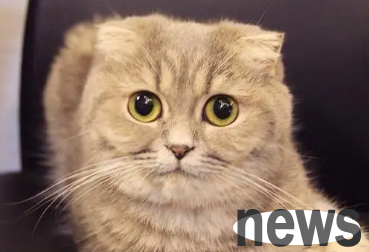 How to ensure the hygiene of cats? Cat raising guide!