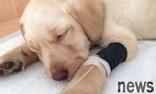Symptoms of incubation period of canine distemper