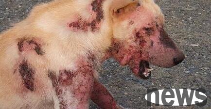 Symptoms of dog skin disease How to treat dog skin disease?