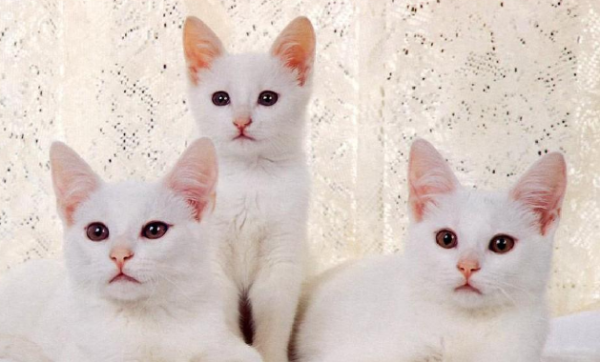 What should I do if my cat has inflammation in my eyes and can t open it? It may lead to blindness