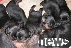 Can a female dog take a shower immediately after giving birth? Come and get it