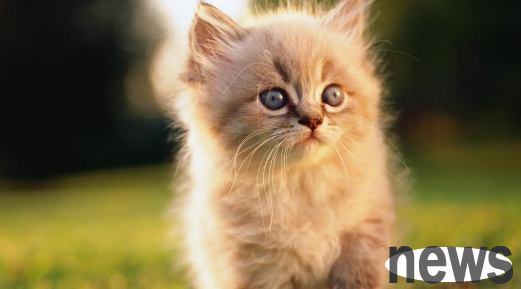What to do if cats have indigestion? Cats’ digestive characteristics and common feeding misunderstandings!