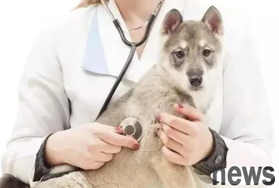 Causes of common diarrhea in dogs and cats and their prevention and treatment plans