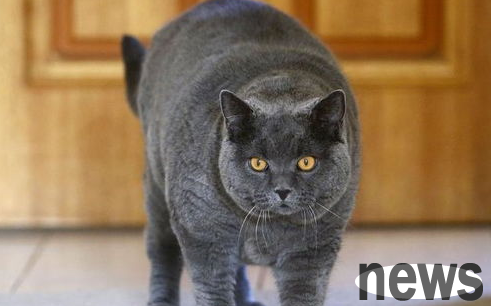 What are the dangers of free-range cats