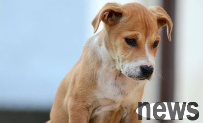 What to do if a dog has skin disease? What should I pay attention to?