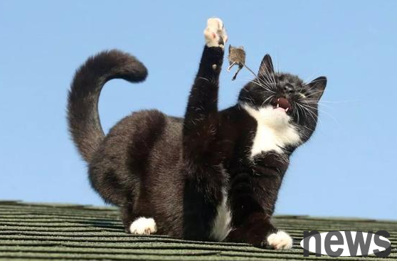 Cats don’t like to eat mice, and catching mice is just these reasons, but they are always misunderstood.