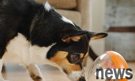 What should I do if I have anxiety disorder in dogs?