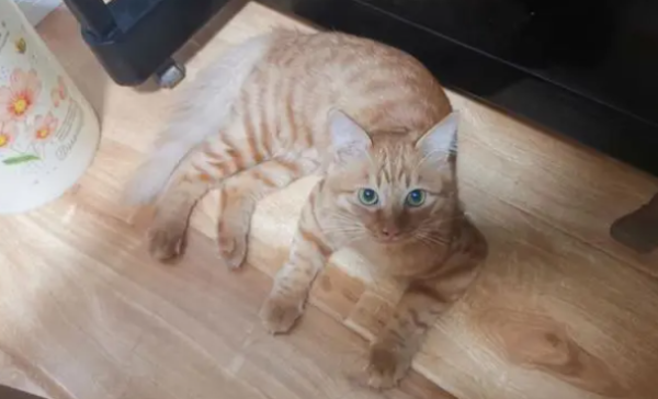 Why can’t you feed cats too much fat but have to feed cats high in protein?