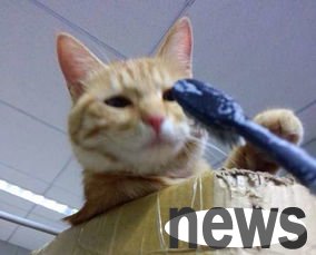 How to brush teeth for cats? How often should cats brush their teeth?
