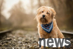 Cute pet knowledge: What are the causes of miscarriage of dogs