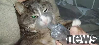 The most effective medicine for treating cat asthma