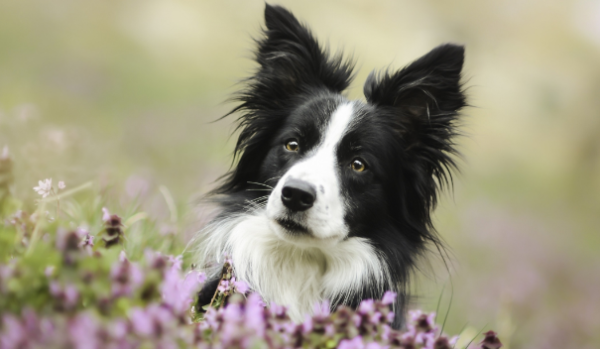 What are the reasons for the dog s tail and ear cutting? What are the reasons for the dog s tail and ear cutting?