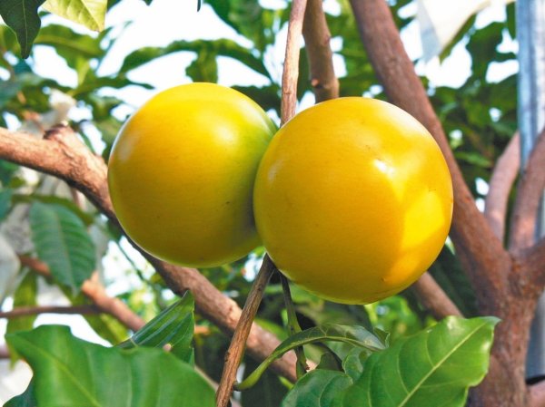 What is golden fruit? Need to peel? How to eat golden fruit and nutritional value at one time