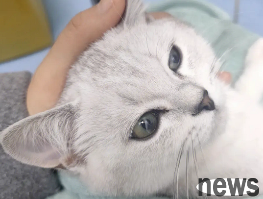 Will cat plague be transmitted to dogs? Let’s take a look together!