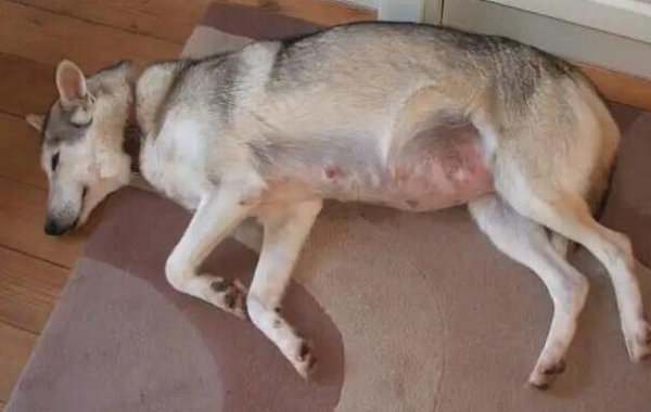 Do you know? Preparation before sterilization of dogs