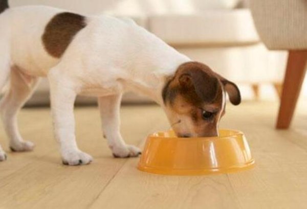 Training dogs to learn to eat regularly