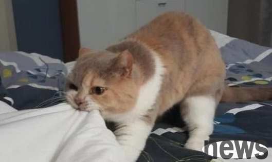 What s wrong with cats biting the quilt? Let s take a look together