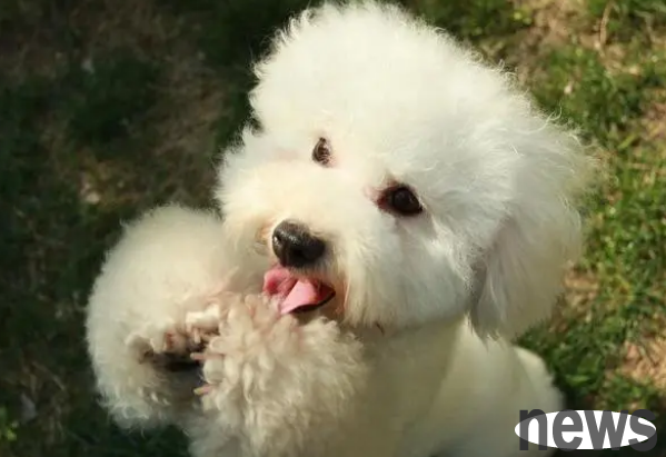 How to deal with the tears of Bichon Dog? How to avoid dog tears