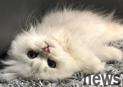 How to apply for cat quarantine certificate? Read this article