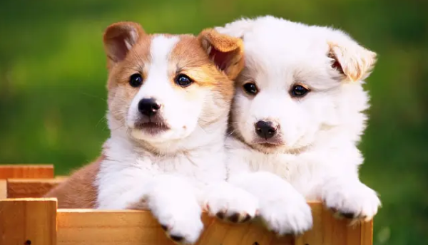 Should I add milk to my puppy’s rice?