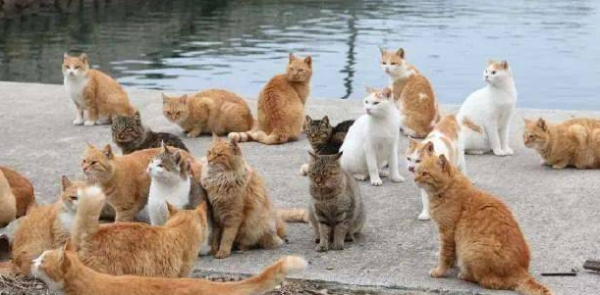 What are the gentle cats? I ll list it for you