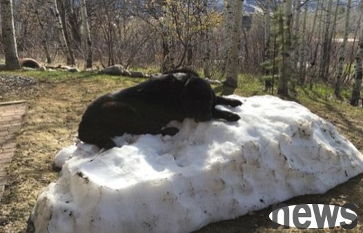A problem that most owners ignore: Dogs will die of heatstroke in hot summers