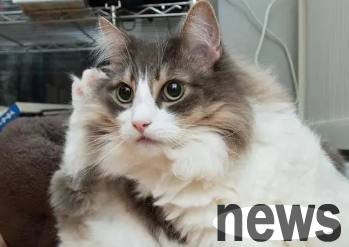Instructions for pet raising, why do cats always rub their heads against me?