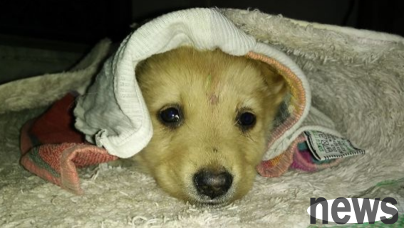 How to feed puppies after weaning? What should I eat for a newly weaned puppy?