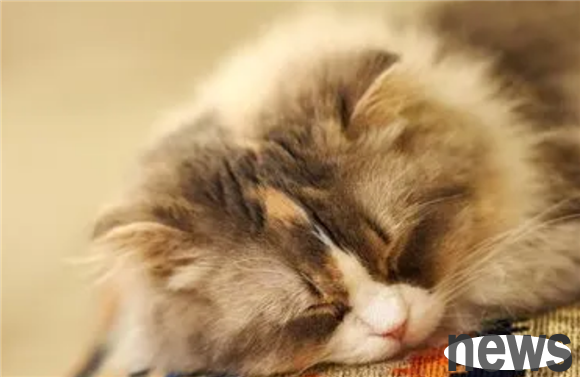 Does the kitten have a sense of taste? This is the answer