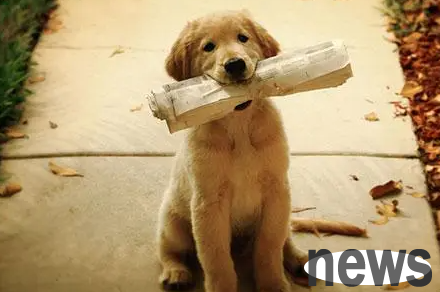 20 strange and cold knowledge about pets, I feel like I have been a shoveler for so many years in vain!