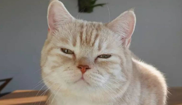 Cats always whimper, please pay attention to observation~