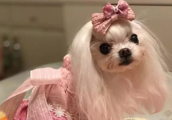 A few ways to choose dog clothes, let’s take a look