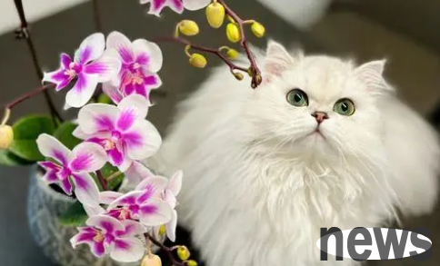 What flowers can be raised at home with cats? Come here to have a look