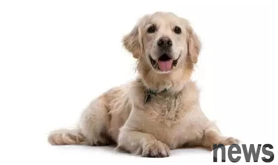 Do you know what this behavior of puppies means?