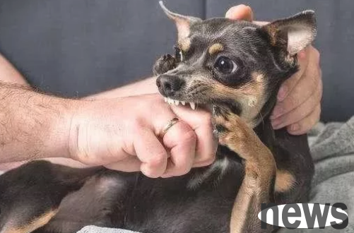 The puppy always bites his hands, but the pet owner doesn’t know what’s going on?