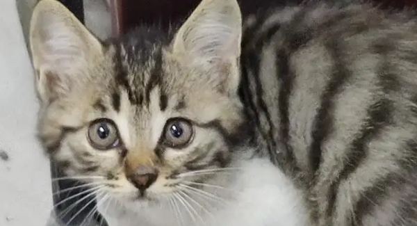Does the tabby cat shed hair? Pets who keep tabby cats need to take a look.