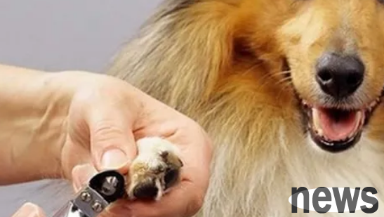 Do dogs need nail clipping? Of course