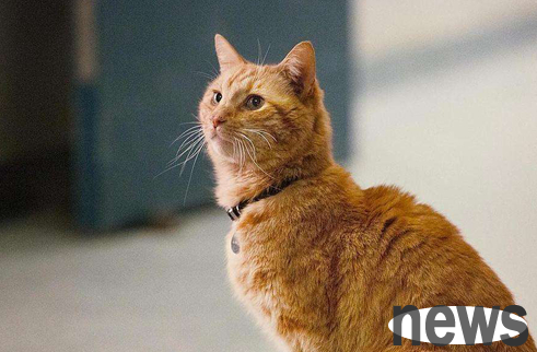 Why is the orange cat an Yuan-eating beast? If you are interested, please learn more