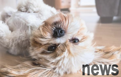 Owner’s family’s instructions: Dogs cannot be tied with socks when they are injured! Know how to properly rescue and prevent secondary damage
