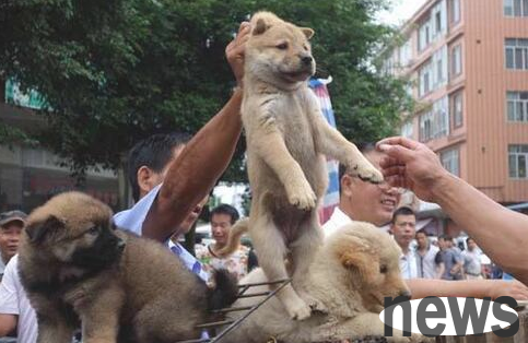 With these aspects alone, you can choose the best young dogs in a litter of dogs.