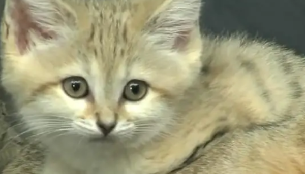 Why can’t dune cats be kept? Do you all know?
