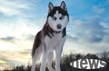 These types of dogs are all leaders in the dog world, but it is difficult to raise!